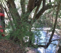 Fotos de Hermosa parcela 1.8 Ha y río