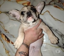 bulldog francés
