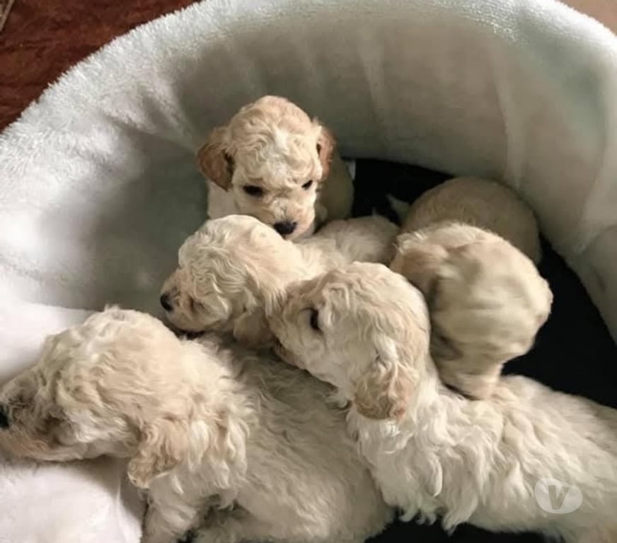 Gatos en Venta Llanquihue Puerto Montt - Fotos de Poodle toy cachorros