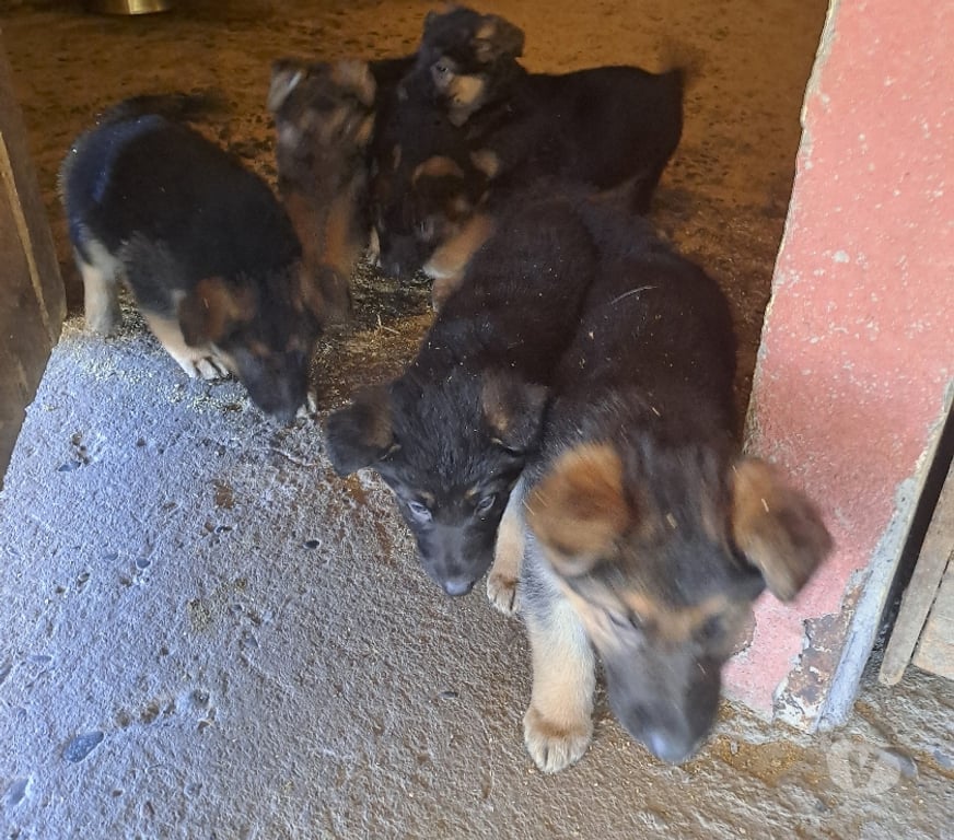 Gatos en Venta Melipilla Melipilla - Fotos de Cachorros pastor alemán