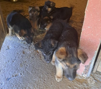 Mascotas en Venta Melipilla Melipilla - Fotos de Cachorros pastor alemán
