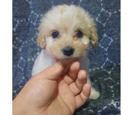 Perros en Venta La Pintana Santiago - Fotos de Hola lindo machitos maltipo