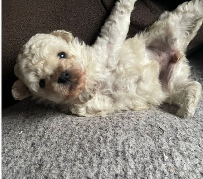 Perros en Venta Cerro Navia Santiago - Fotos de Poodle Toy Hembra
