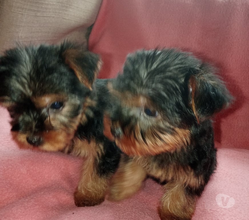 Gatos en Venta Llanquihue Puerto Montt - Fotos de Yorkshire pequeños