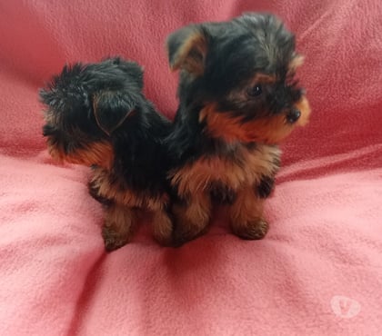 Venta de Mascotas Puerto Montt Llanquihue - Fotos de Yorkshire pequeños