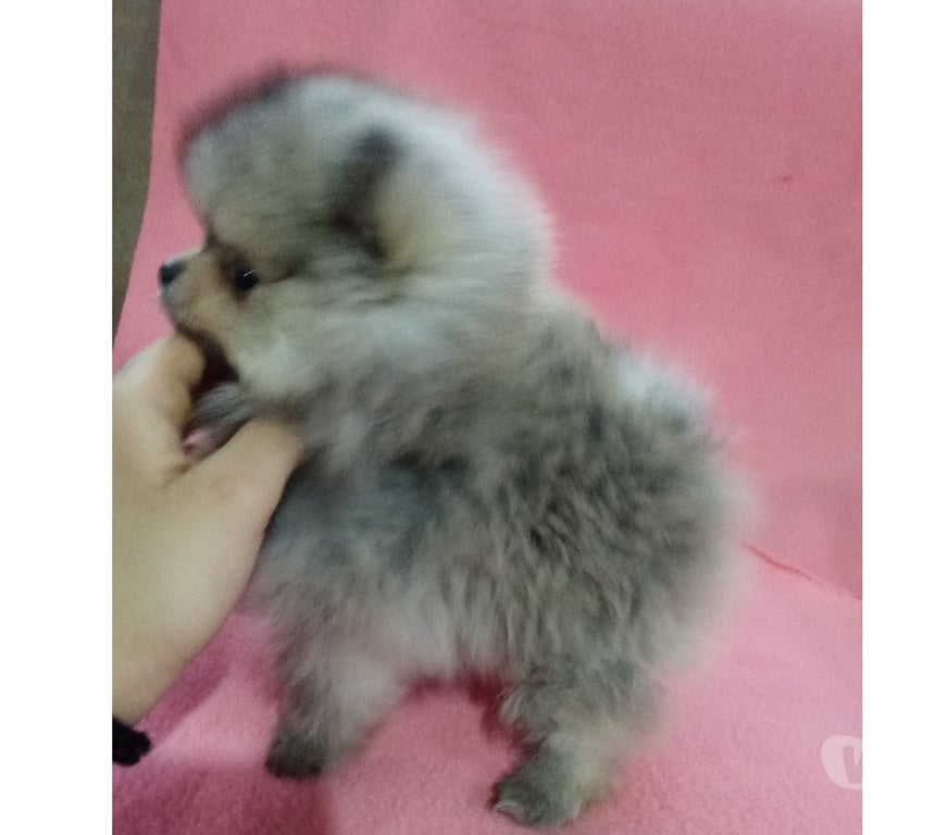 Gatos en Venta Llanquihue Puerto Montt - Fotos de Pomeranias pequeños