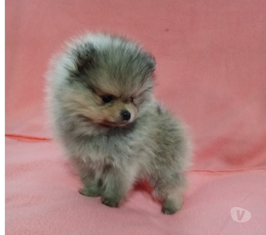Gatos en Venta Llanquihue Puerto Montt - Fotos de Pomeranias pequeños