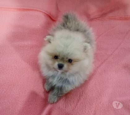 Perros en Venta Puerto Montt Llanquihue - Fotos de Pomeranias pequeños