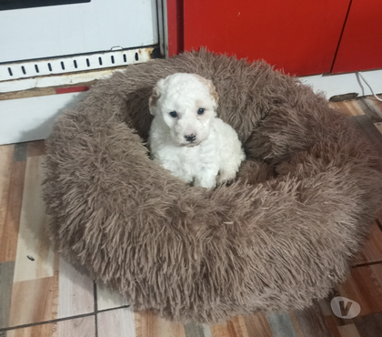 Perros en Venta Estación Central Santiago - Fotos de Poodle toy machito