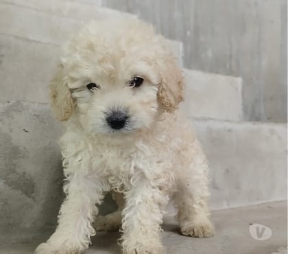 Venta de Mascotas Santiago Santiago - Fotos de Poodle toy santiago