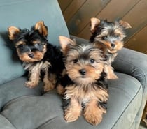 Hermosos Yorkshire