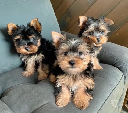Mascotas en Venta Santiago Santiago - Fotos de Hermosos Yorkshire