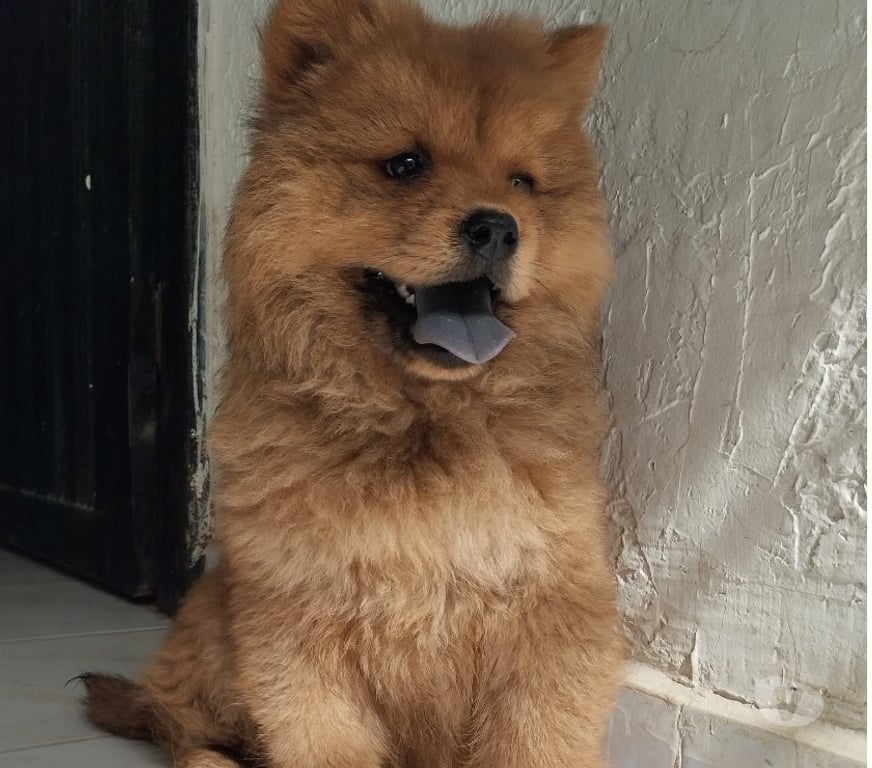 Gatos en Venta Santiago Santiago - Fotos de Preciosos Chow Chow