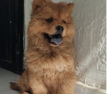 Preciosos Chow Chow