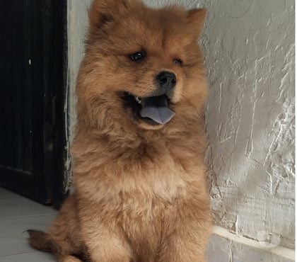 Perros en Venta Santiago Santiago - Fotos de Preciosos Chow Chow