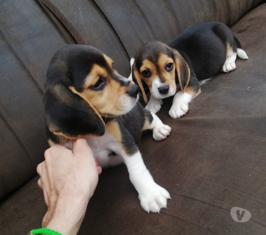 Gatos en Venta Santiago Santiago - Fotos de Cachorros beagles