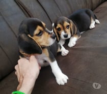 Cachorros beagles