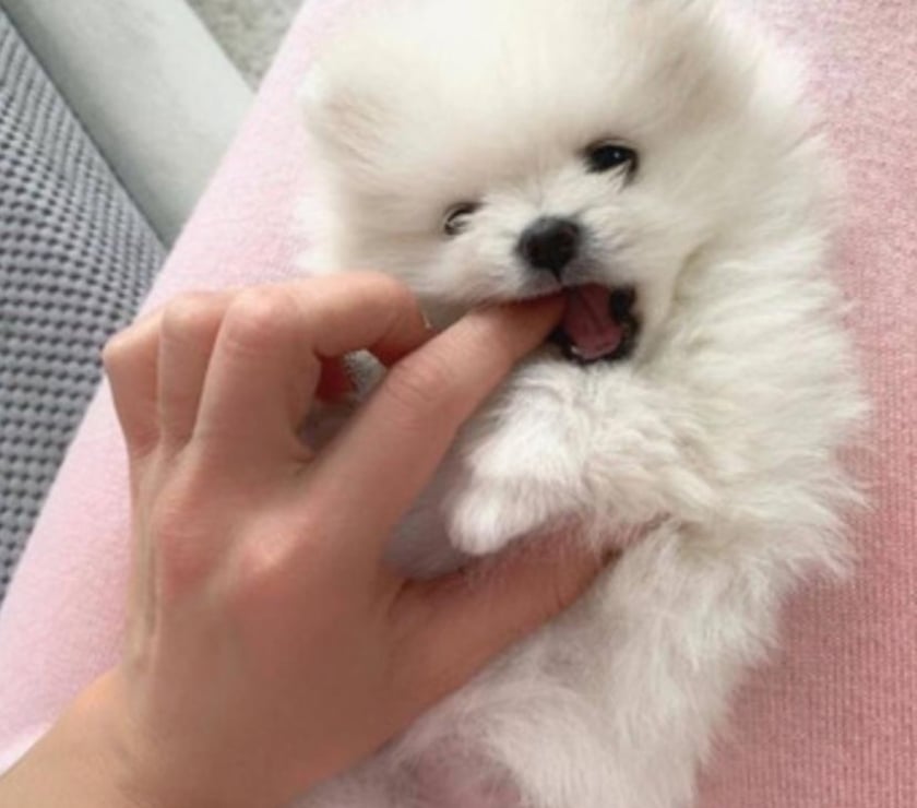 Exquisitas cachorras pomerania lulu mini