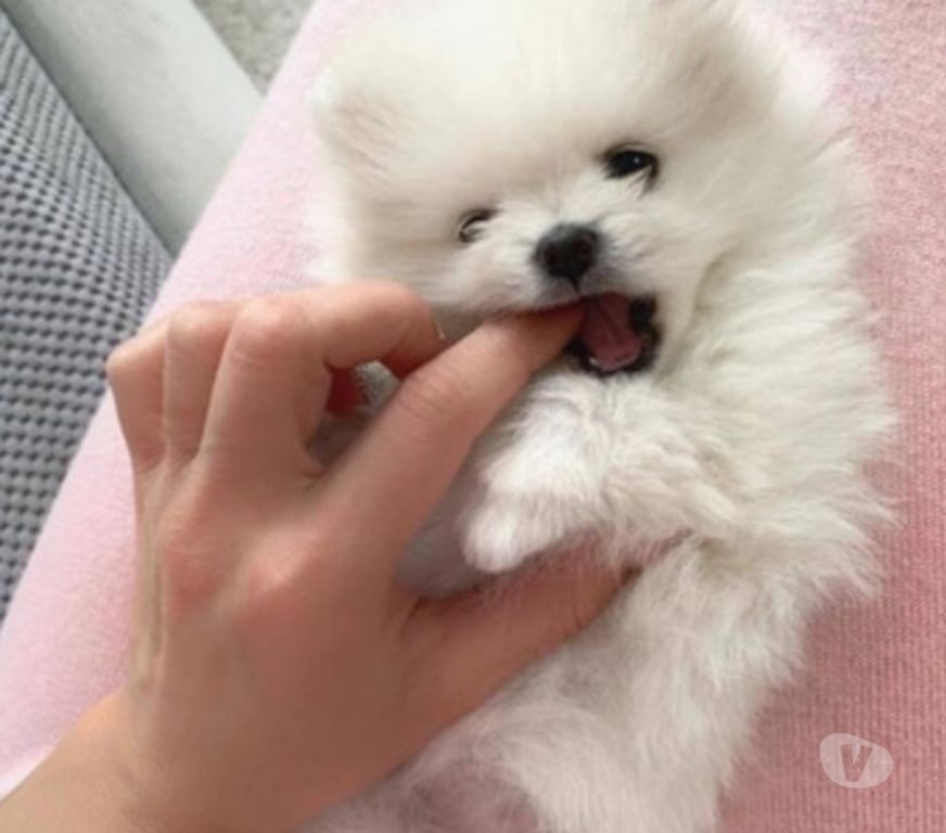 Gatos en Venta Valparaíso Viña del Mar - Fotos de Exquisitas cachorras pomerania lulu mini