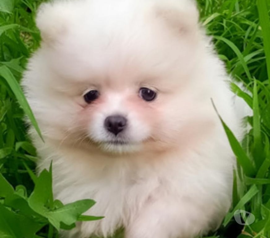 Gatos en Venta Valparaíso Viña del Mar - Fotos de Exquisitas cachorras pomerania lulu mini