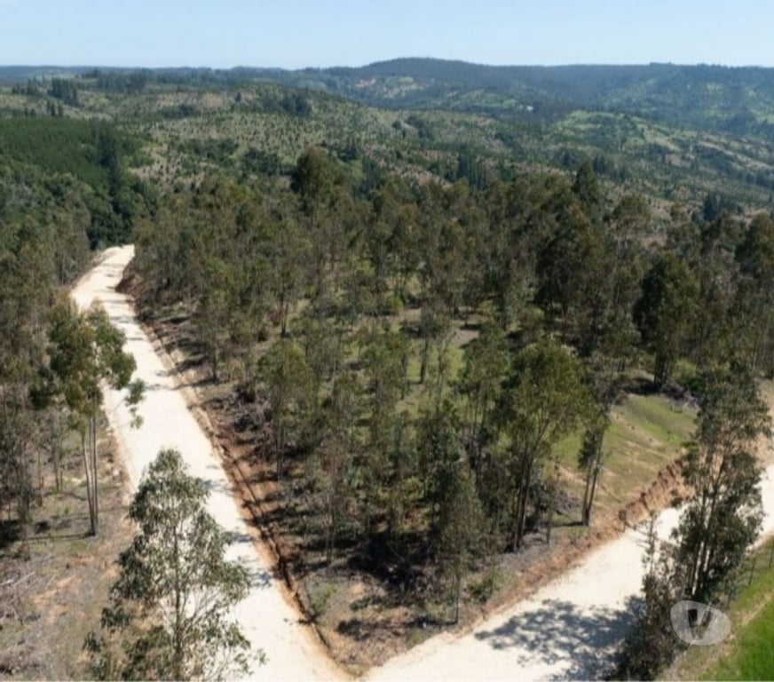 Parcelas en Venta Cardenal Caro Navidad - Fotos de Terreno Con Hermoso Entrono Vive Matanzas