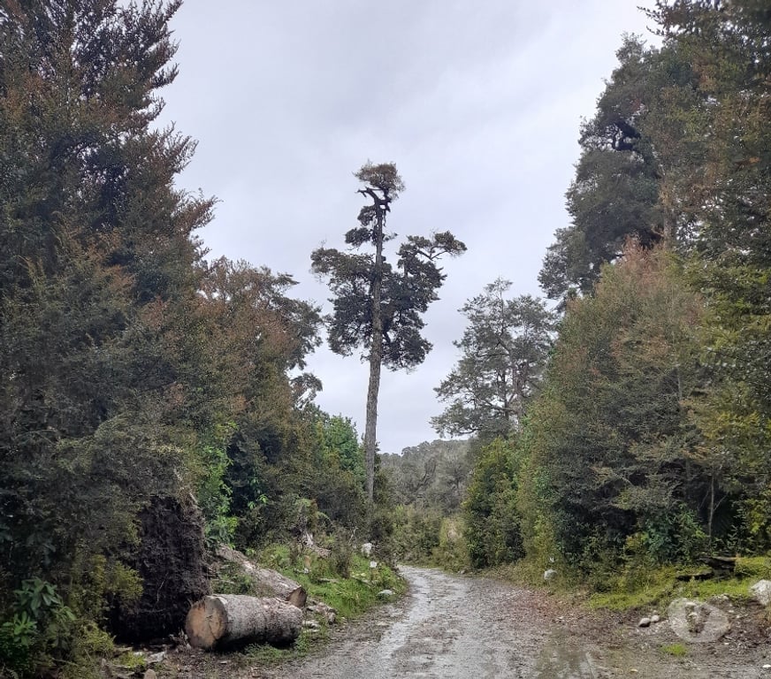 Parcelas en Venta Chiloé Chonchi - Fotos de Oportunidad de invertir en el Lago Huillinco