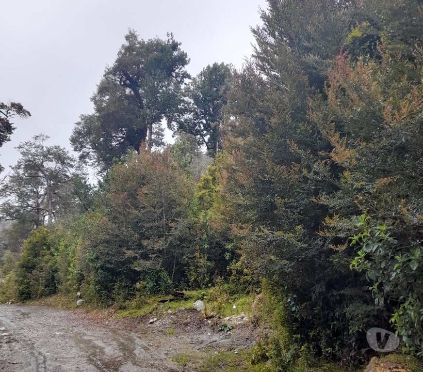 Parcelas en Venta Chiloé Chonchi - Fotos de Oportunidad de invertir en el Lago Huillinco