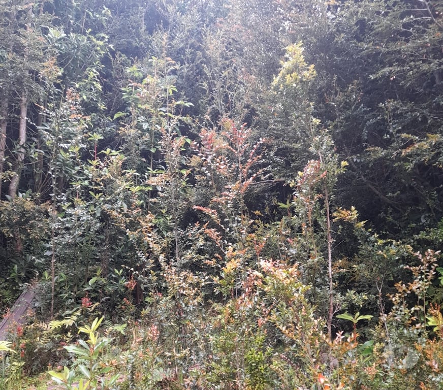 Parcelas en Venta Chiloé Chonchi - Fotos de Oportunidad de invertir en el Lago Huillinco