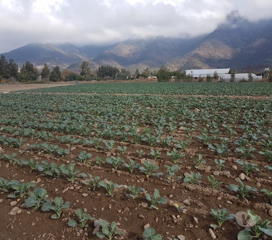 Parcelas en Venta Maipo Paine - Fotos de Venta Parcela 4,59 hectáreas, Águila Norte.