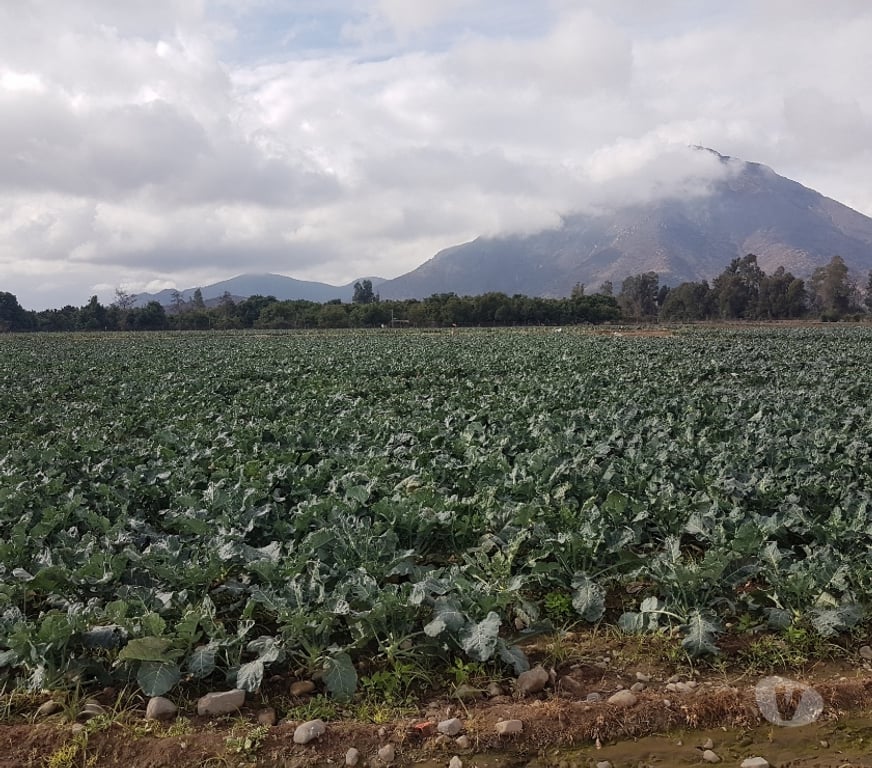 Parcelas en Venta Maipo Paine - Fotos de Venta Parcela 4,59 hectáreas, Águila Norte.
