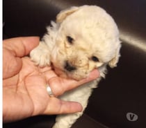 Perrita poodle hembra