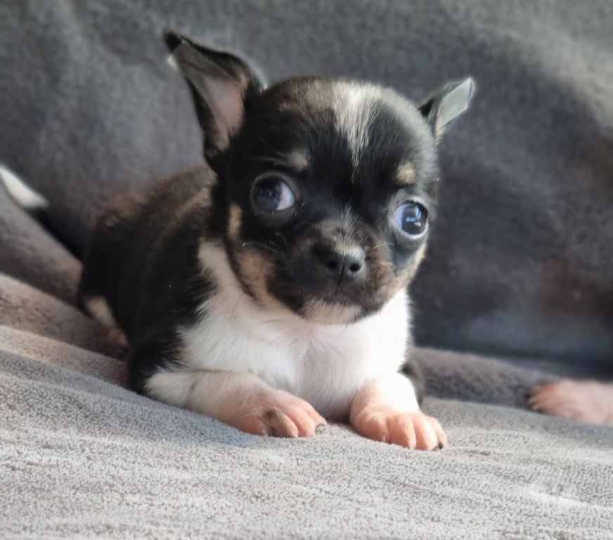 Gatos en Venta Santiago Recoleta - Fotos de Bellas chihuahuas