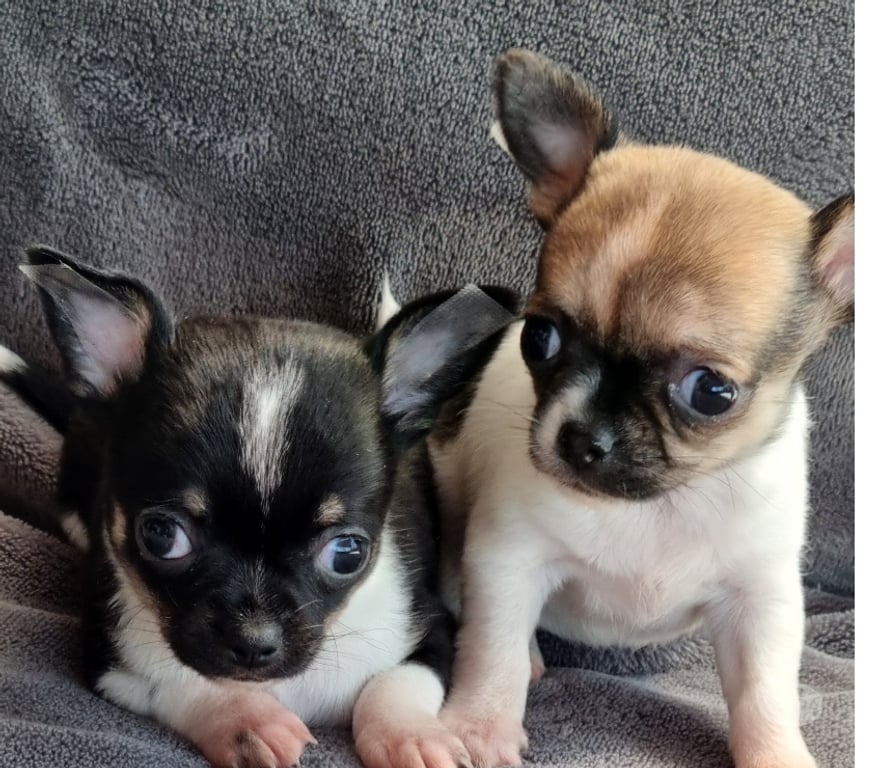 Gatos en Venta Santiago Recoleta - Fotos de Bellas chihuahuas