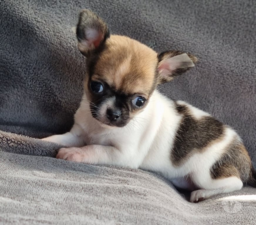 Gatos en Venta Santiago Recoleta - Fotos de Bellas chihuahuas