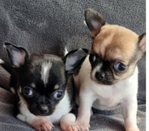 Bellas chihuahuas