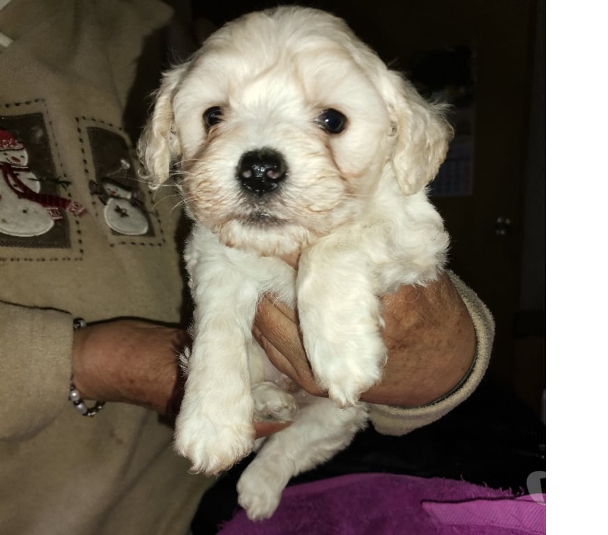 Gatos en Venta Melipilla Melipilla - Fotos de Hermoso cachorrito