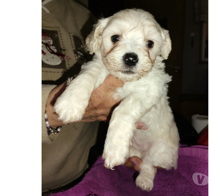 Gatos en Venta Melipilla Melipilla - Fotos de Hermoso cachorrito