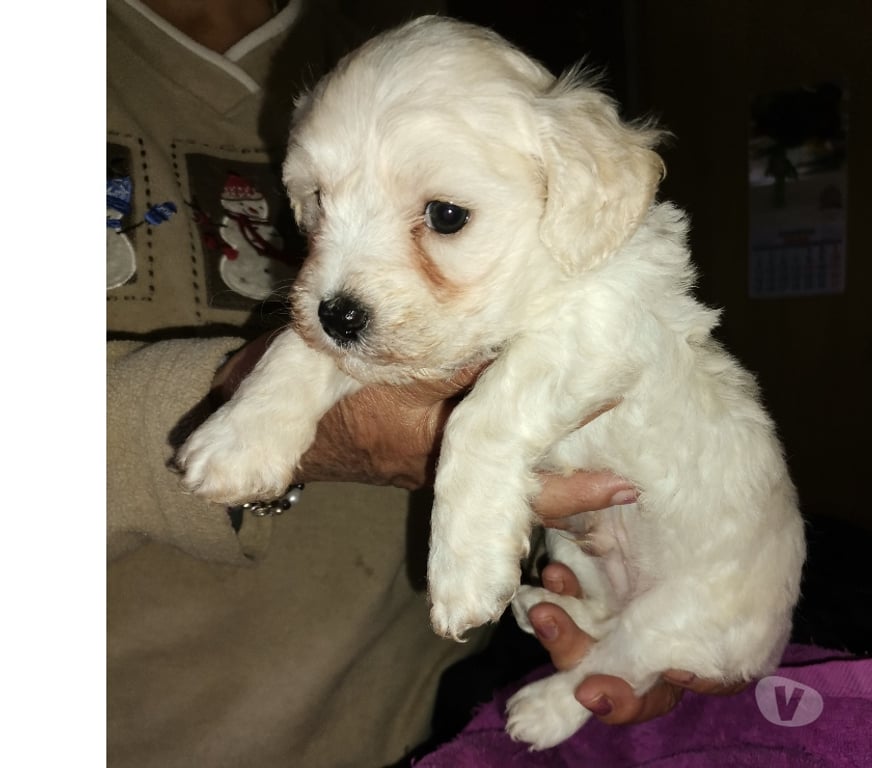 Gatos en Venta Melipilla Melipilla - Fotos de Hermoso cachorrito