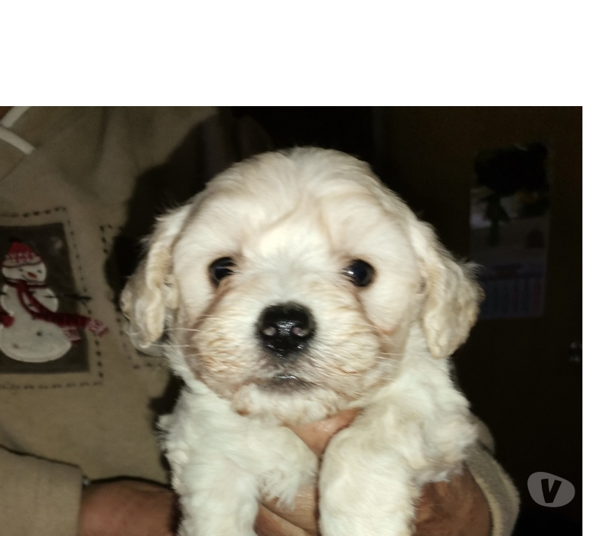 Gatos en Venta Melipilla Melipilla - Fotos de Hermoso cachorrito