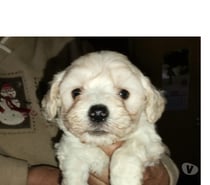 Hermoso cachorrito