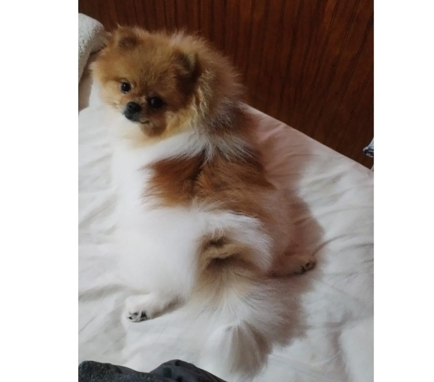 Veterinarios-Servicios-Accesorios Llanquihue Puerto Montt - Fotos de Se Busca Pomerania Hembra para Cruce