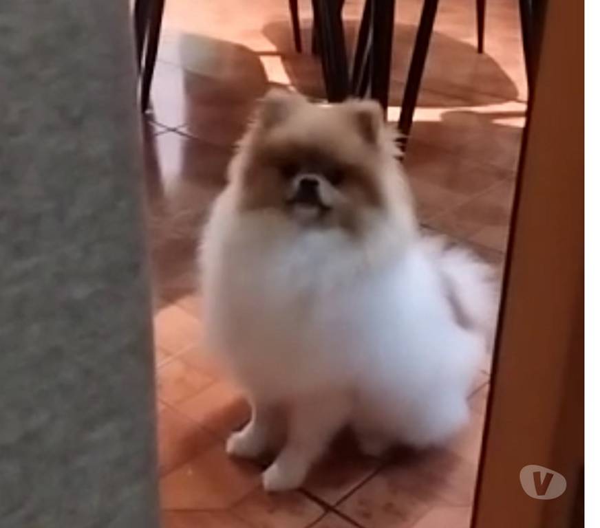Veterinarios-Servicios-Accesorios Llanquihue Puerto Montt - Fotos de Se Busca Pomerania Hembra para Cruce