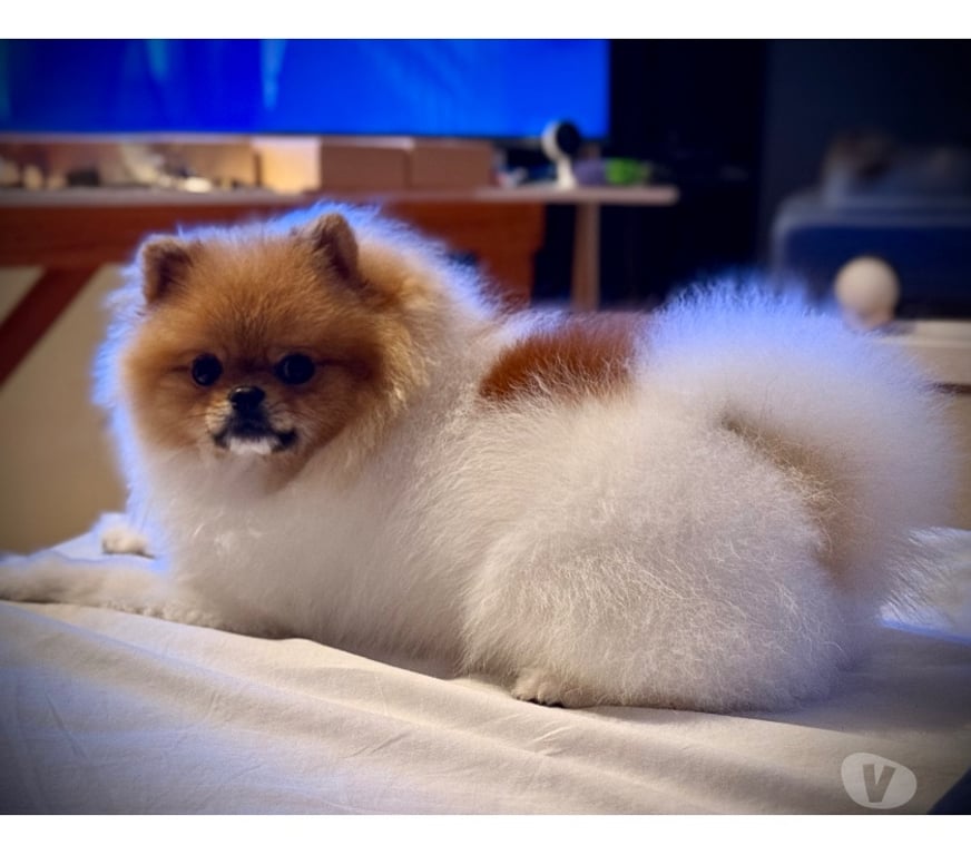 Veterinarios-Servicios-Accesorios Llanquihue Puerto Montt - Fotos de Se Busca Pomerania Hembra para Cruce