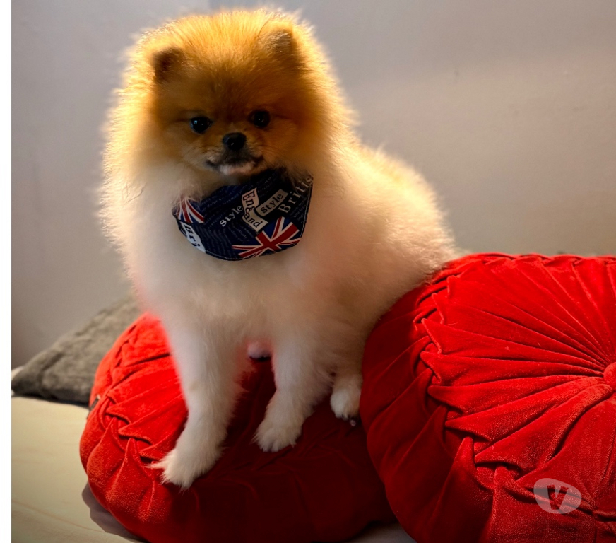 Veterinarios-Servicios-Accesorios Llanquihue Puerto Montt - Fotos de Se Busca Pomerania Hembra para Cruce