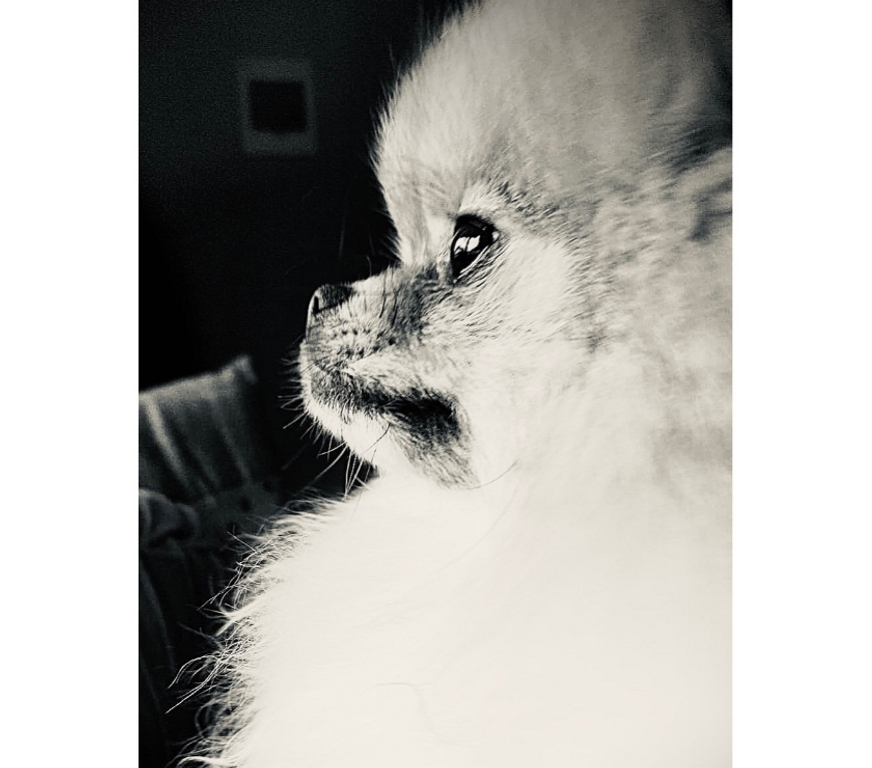 Veterinarios-Servicios-Accesorios Llanquihue Puerto Montt - Fotos de Se Busca Pomerania Hembra para Cruce