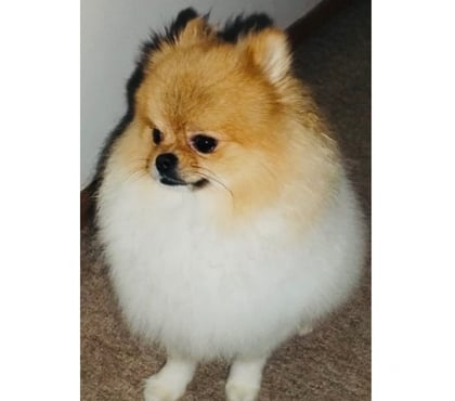 Accesorios para Mascotas Puerto Montt Llanquihue - Fotos de Se Busca Pomerania Hembra para Cruce