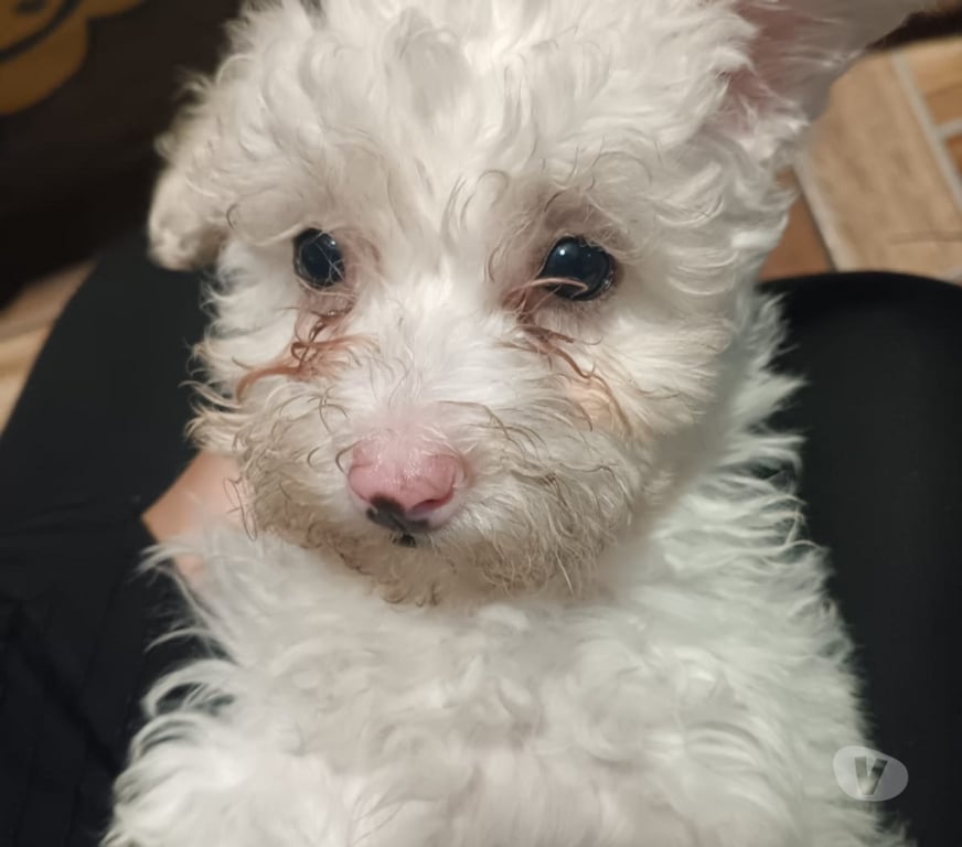Gatos en Venta Santiago La Granja - Fotos de Lindos cachorritos poodle maltes