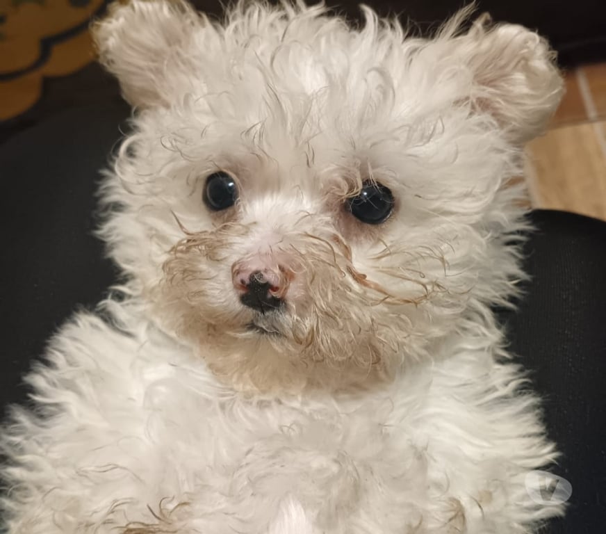 Gatos en Venta Santiago La Granja - Fotos de Lindos cachorritos poodle maltes