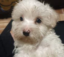 Lindos cachorritos poodle maltes
