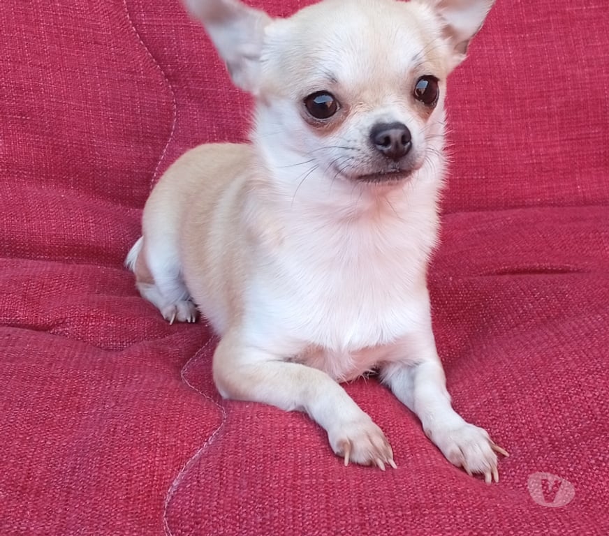 Gatos en Venta Santiago La Pintana - Fotos de Hermosa perrita Chihuahua miniatura